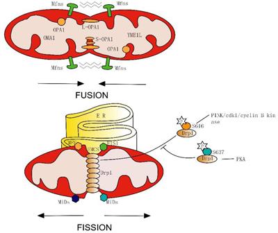 Mitochondrial Dynamics: A Key Role in Neurodegeneration and a Potential Target for Neurodegenerative Disease